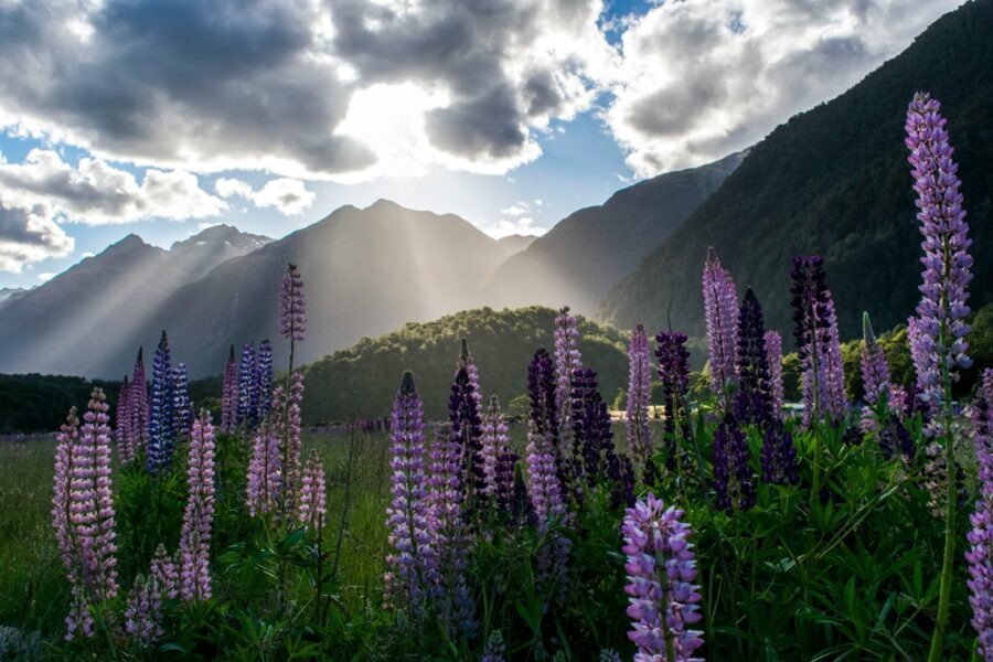 New Zealand Visa Application: A Step-by-Step Guide