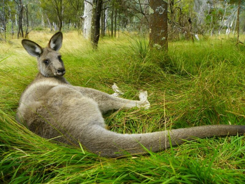 How To Apply for an Australian Visa