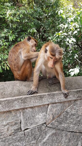 Wildlife in Sri Lanka
