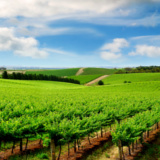 Adelaide The Lane Vineyard