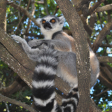 Antananarivo Antananarivo Lemur Park