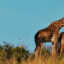 Arusha flights