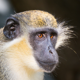 Banjul Abuko Nature Reserve