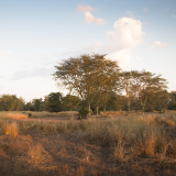 Beira Gorongosa National Park