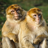 Benghazi Benghazi Zoo