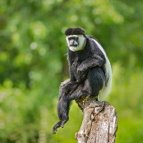 Benin City Okonni Wildlife Sanctuary