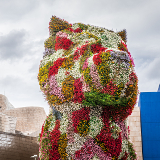 Bilbao Flower Dog
