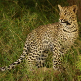 Blantyre Liwonde National Park