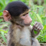Bulawayo Chipangali Wildlife Orphanage