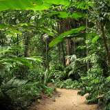Cairns Flecker Botanical Gardens
