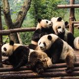 Chengdu Chengdu Research Base of Giant Panda Breeding