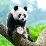 Chóngqìng Chóngqìng Zoo