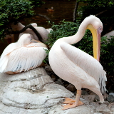 Dalian Dalian Forest Zoo
