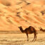 Dammam flights