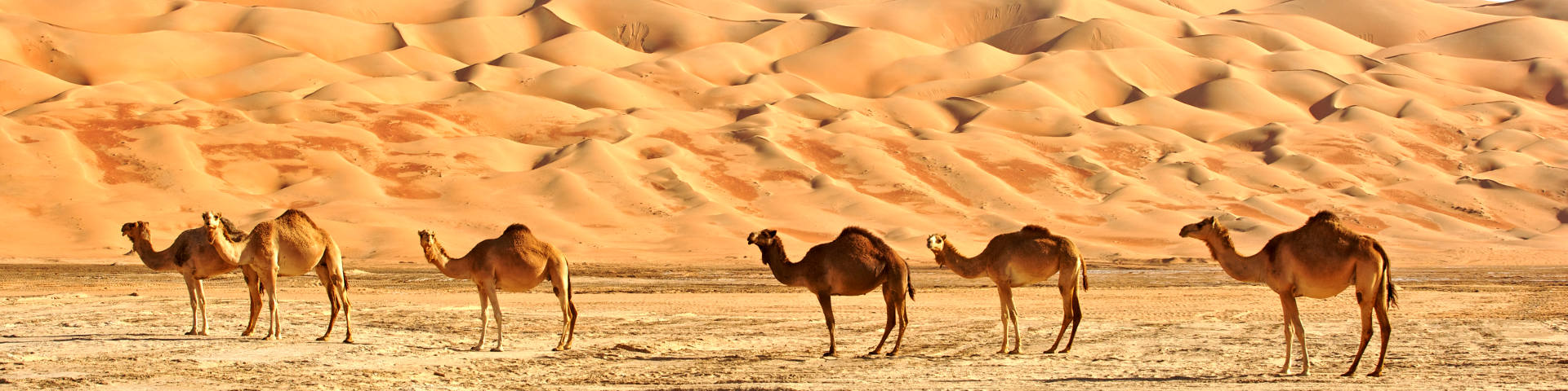 Dammam flights