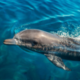 Eilat Dolphin Reef