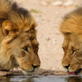 Francistown Tachila Nature Reserve