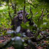 Freetown Tacugama Chimpanzee Sanctuary