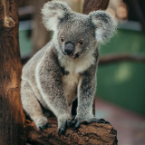 Hamilton Hamilton Zoo