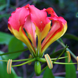 Harare National Botanical Gardens