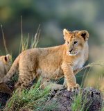 Harare Wild is Life Sanctuary