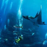 Inhambane Manta Reef and Gallaria