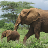 Juba Bandingilo National Park