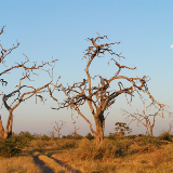 Kasane Chobe National Park