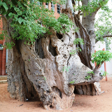 Kasane The Baobab Tree