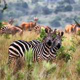 Kigali Akagera National Park