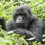 Kigali Volcanoes National Park