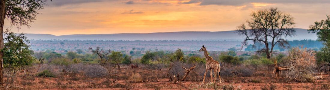 Kruger National Park flights