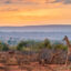 Kruger National Park flights