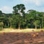 Libreville flights