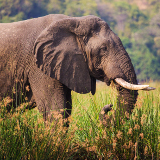 Lichinga Niassa National Reserve