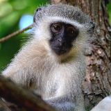 Manzini Mantenga Nature Reserve