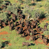 Maun Helicopter Horizons