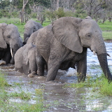 Maun Mosu Safari Tours