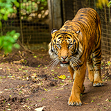 Melbourne Melbourne Zoo