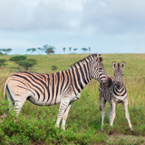 Mthatha Luchaba Nature Reserve