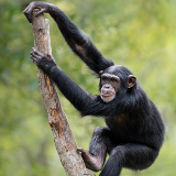 Ndola Chimfunsi Wildlife Orphanage