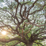 Ndola Mupapa Slave Tree