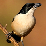 Nelspruit Nelspruit Nature Reserve