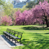 New York Central Park