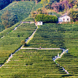 Ningbo Longjing Tea Fields