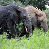 Ouagadougou Nazinga Game Ranch