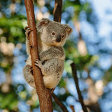 Perth Cohuna Koala Park