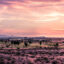 Phoenix flights