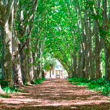 Pietermaritzburg Kwa Zulu-Natal National Botanical Gardens