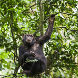 Pointe Noire Tchimpounga Chimpanzee Rehabilitation Centre